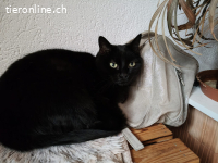 Maxi - die sanfte Seele