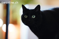 Maxi - die sanfte Seele