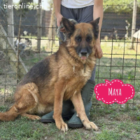 Maya ein einsamer Schatz