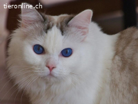 Maya, eine sanfte Seele sucht ein Zuhause
