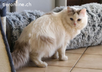Maya, eine sanfte Seele sucht ein Zuhause