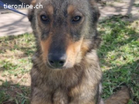 Maya - freundliche Hündin