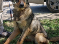 Maya - freundliche Hündin