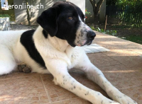 Maya - Hütehündin mit Herz!