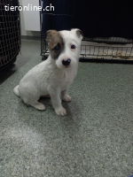 Mayli, kleines Welpen- Herz sucht liebesvolle Zuhause