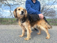 MBAPPÉ, fröhlicher Mischlingsrüde, ca. 8 Jahre, 44cm, 12,7kg