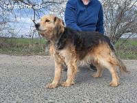 MBAPPÉ, fröhlicher Mischlingsrüde, ca. 8 Jahre, 44cm, 12,7kg