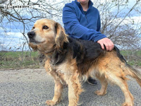 MBAPPÉ, fröhlicher Mischlingsrüde, ca. 8 Jahre, 44cm, 12,7kg