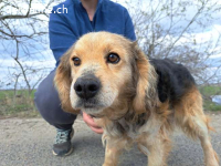 MBAPPÉ, fröhlicher Mischlingsrüde, ca. 8 Jahre, 44cm, 12,7kg