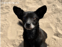 Medi-4, herzige Hundeomi