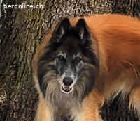 Meiko, ca 5-10 Jahre, männl, Tervueren, freundlich