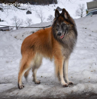 Meiko, ca 5-10 Jahre, männl, Tervueren, freundlich