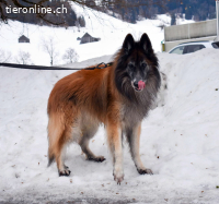 Meiko, ca 5-10 Jahre, männl, Tervueren, freundlich