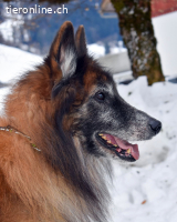 Meiko, ca 5-10 Jahre, männl, Tervueren, freundlich
