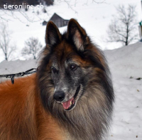 Meiko, ca 5-10 Jahre, männl, Tervueren, freundlich
