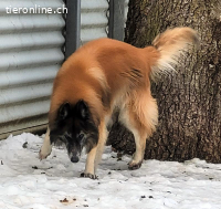 Meiko, ca 5-10 Jahre, männl, Tervueren, freundlich