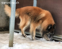 Meiko, ca 5-10 Jahre, männl, Tervueren, freundlich