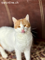Meli–ein sanfter Kater sucht ein liebevolles Zuhause