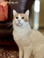 Meli–ein sanfter Kater sucht ein liebevolles Zuhause
