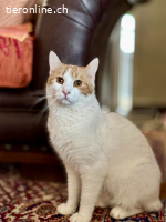 Meli–ein sanfter Kater sucht ein liebevolles Zuhause