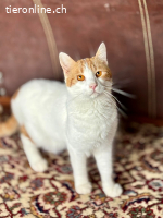 Meli–ein sanfter Kater sucht ein liebevolles Zuhause