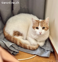 Meli–ein sanfter Kater sucht ein liebevolles Zuhause