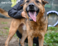 Menschenbezogener Atax sucht eine Familie