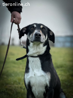 Menschenbezogener Jake sucht sein Glück