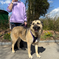 Merla, sanfte Schmuserin, braucht Führung