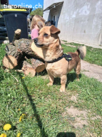 Merlin, Mischling, Rüde, 3 Jahre, 26 cm, 8 kg