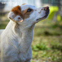 Mia – süsse und freundliche Junghündin
