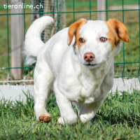 Mia – süsse und freundliche Junghündin