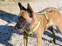 Mia - wundervolle Hündin voller Charme