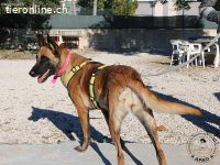 Mia - wundervolle Hündin voller Charme