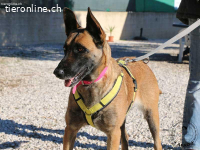 Mia - wundervolle Hündin voller Charme