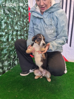 Mia – zart, verspielt und bereit für ein Leben voller Liebe