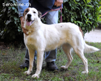 Miah - wohn"haft" in einem Hundelager...