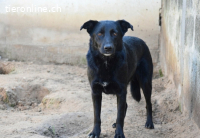 Michela sucht ein Zuhause!
