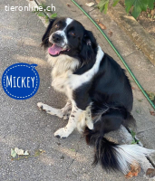 Mickey - ein Familienhund