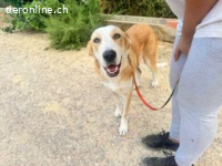 Mijita -sanfte Hündin sucht passendes Zuhause