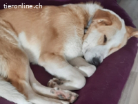 Mijita -sanfte Hündin sucht passendes Zuhause