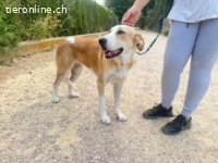 Mijita -sanfte Hündin sucht passendes Zuhause