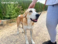 Mijita -sanfte Hündin sucht passendes Zuhause