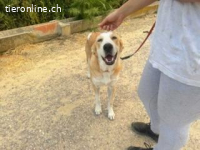 Mijita -sanfte Hündin sucht passendes Zuhause