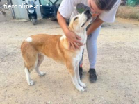 Mijita -sanfte Hündin sucht passendes Zuhause