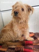 Mika, Mischling, Vermittelt