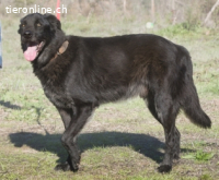 Mike, ein Goldschatz