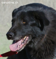 Mike, ein Goldschatz