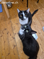 Mikesch & Murphy (Duo)