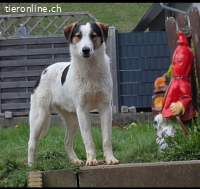 Mila sehr lieb und verschmusdt 48 cm 1 Jahr